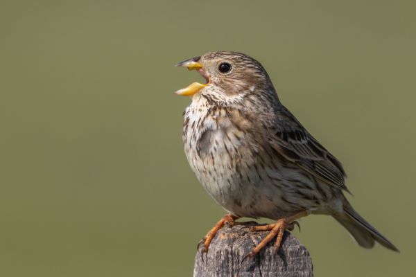 Ének a pusztához...