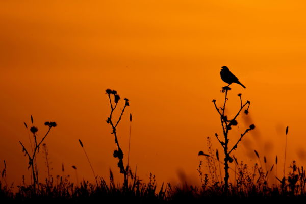 Sordély a pusztában