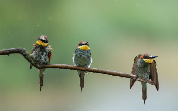 A jó, a rossz és a csúf
