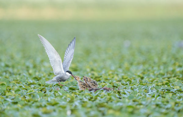 Meghoztam az ebédet