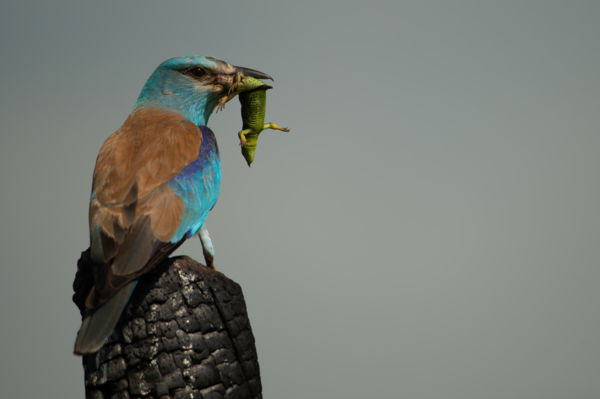 Egy gyík utolsó percei