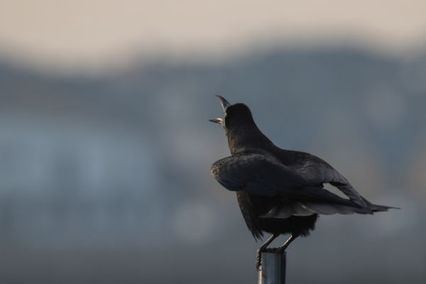 Elvettétek a földemet!