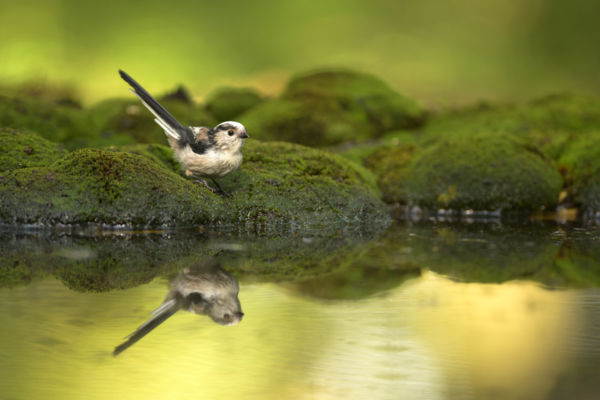 Tükröm, tükröm...