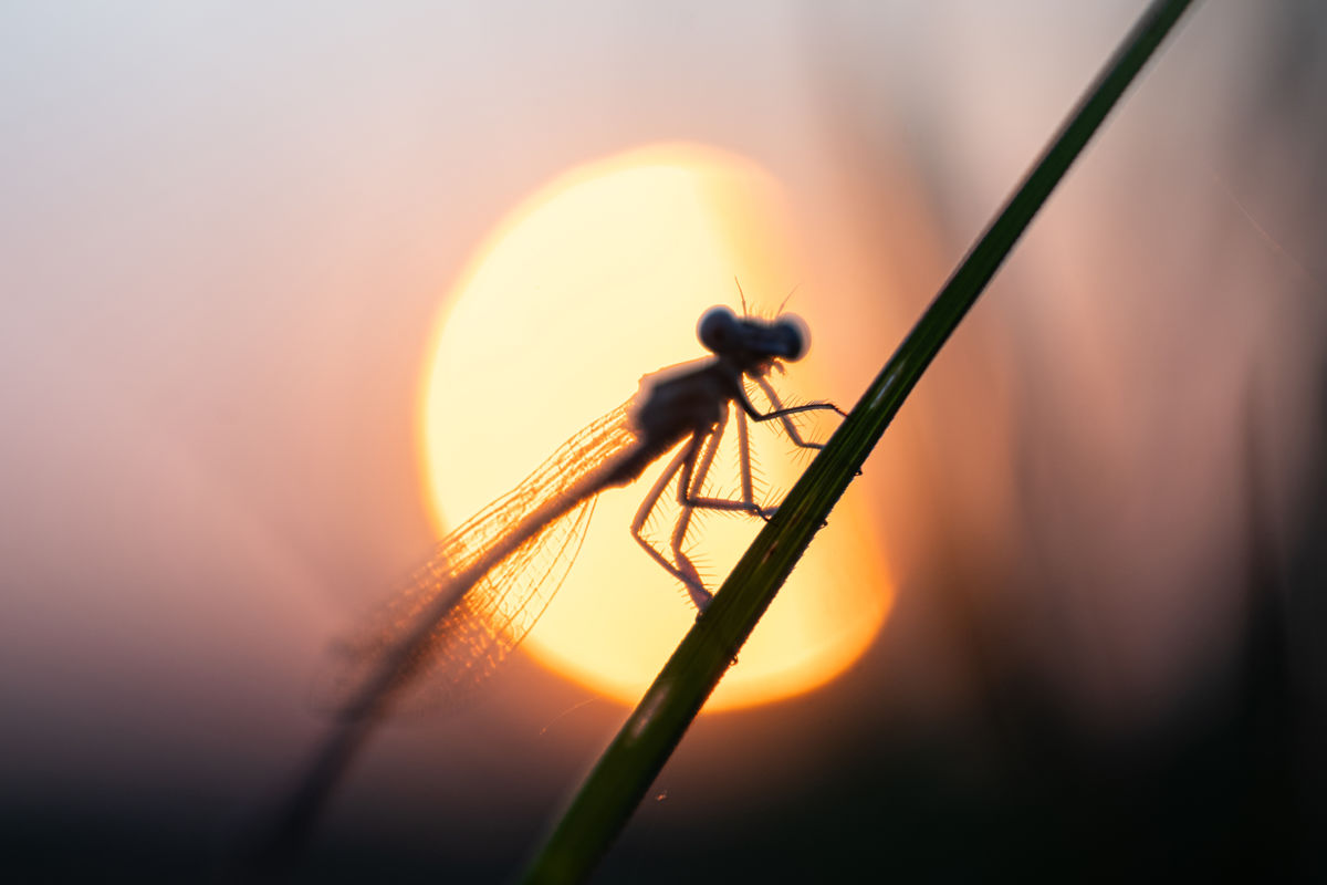 Kovács Dániel Csaba