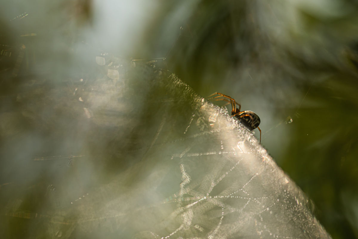 Darányiné Bakos Éva