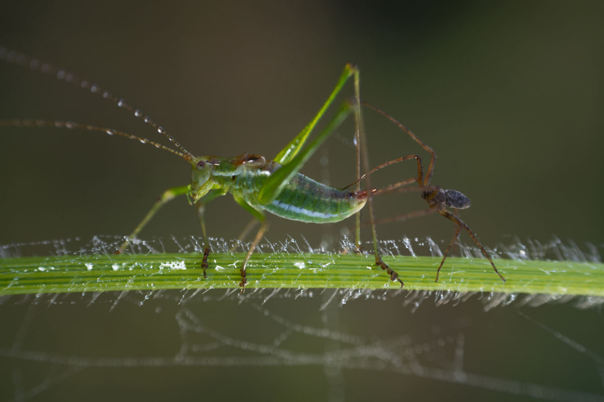 Kovács Dániel Csaba