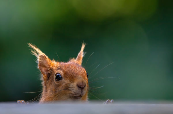 Mókuskukucs: Az Erdő Radarja