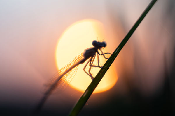 Gyönyörködés a hajnalban
