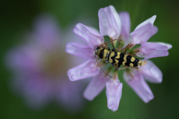 Madarat tolláról, virágot bogaráról