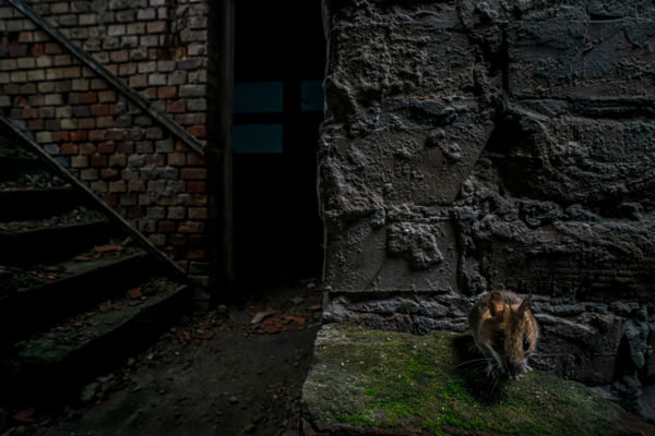 Illegális lakásfoglaló