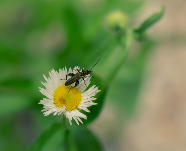 Virágon az álcincér