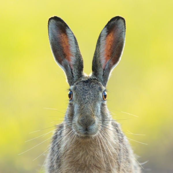 Széleslátószögű megfigyelőrendszer