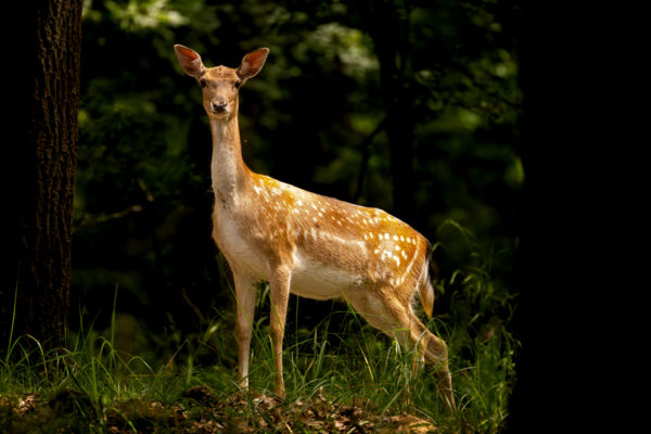 Kölcsönös érdeklődés
