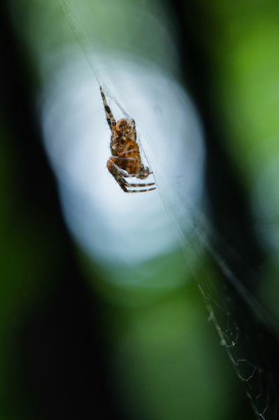 Vigyázz, kész, pók