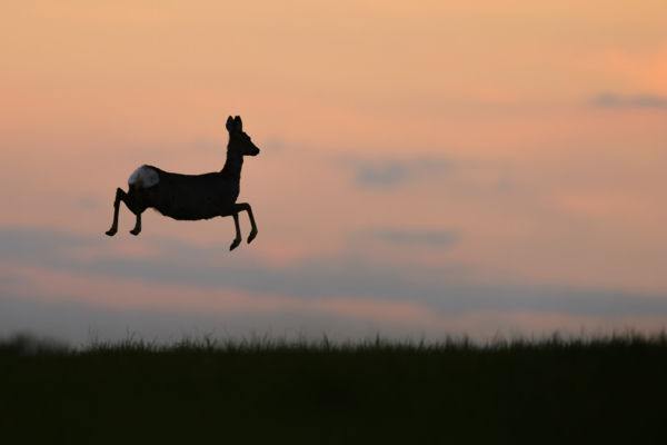 I believe I can fly...