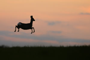 I believe I can fly... I believe I can fly...