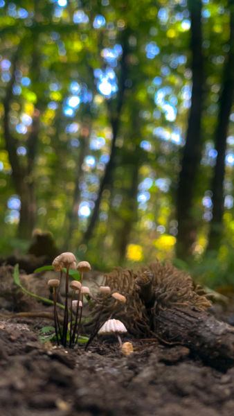 Kicsik a nagyok között