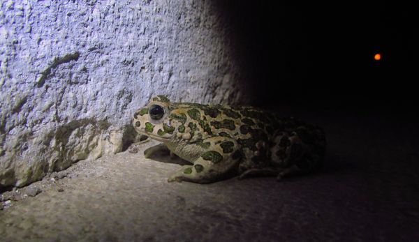 Egyedül az éjszakában.