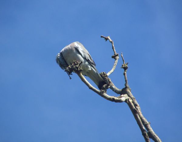 Teljesen elveszítettem a fejem!