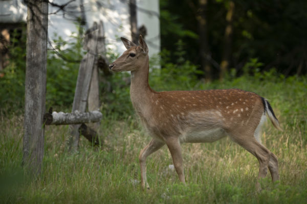 Váratlan látogató