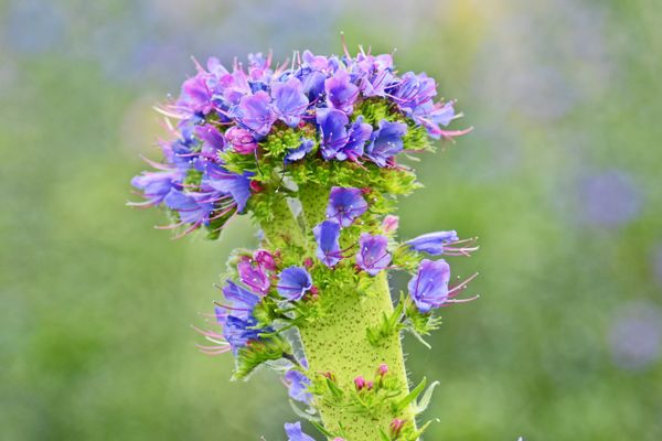 Festői kígyószisz