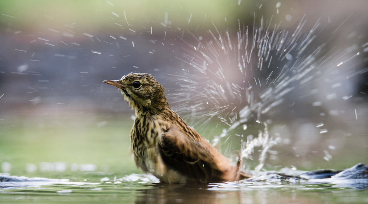 Gémné Kovács Anita