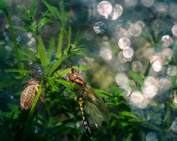 Egy szitakötő varázslatos születése 