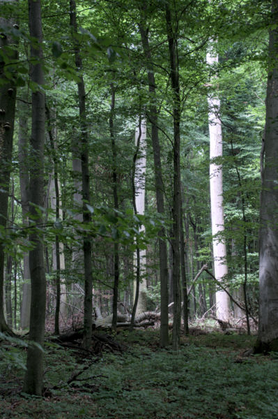 Vétyemi Ősbükkös