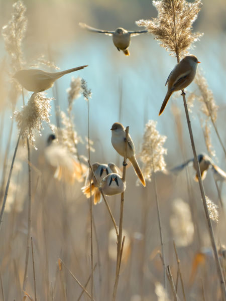Téli nádas vidám lakói