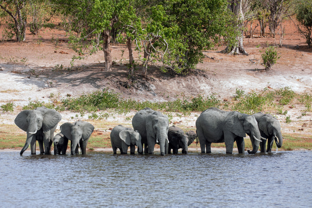 Bernáth Sándor dr. 