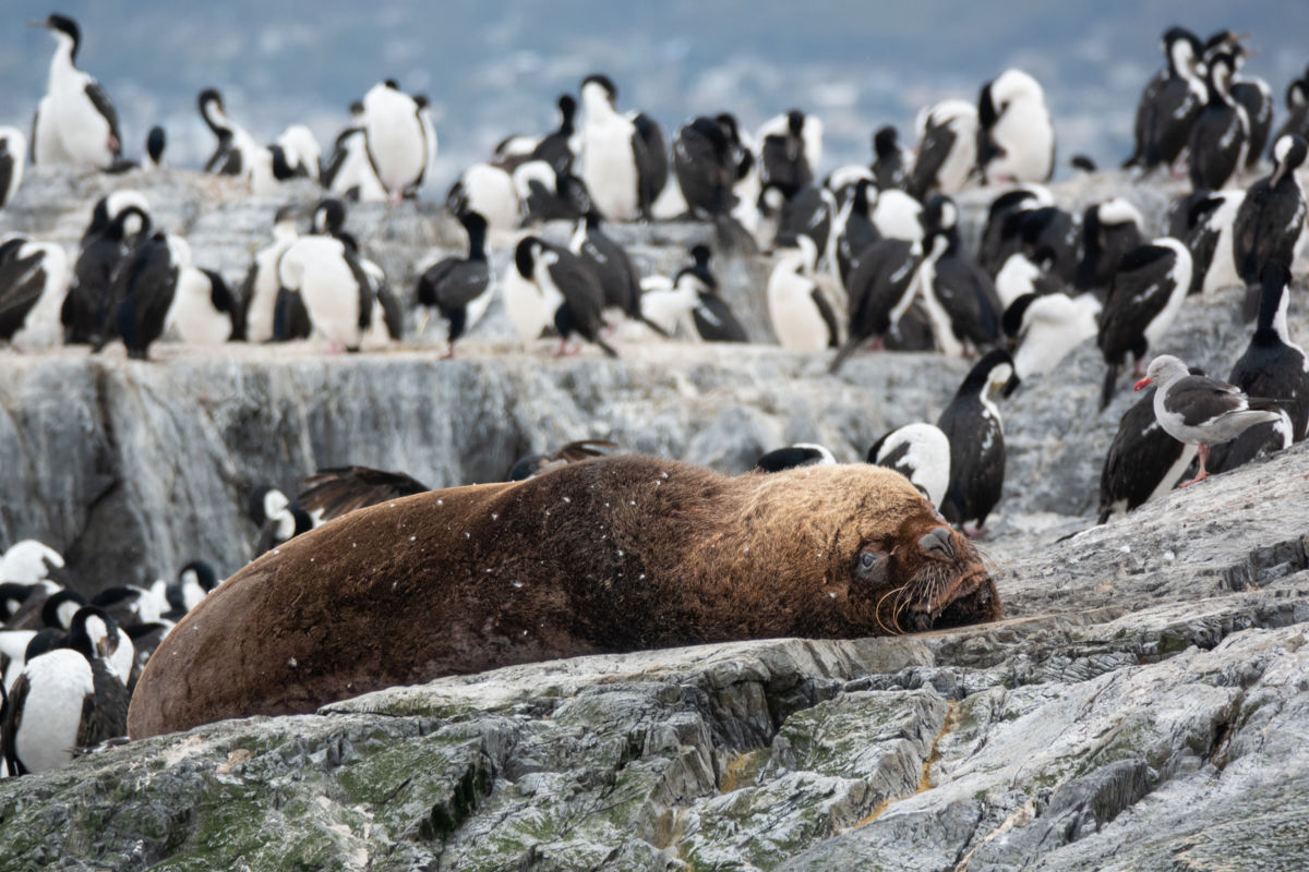 Bernáth Sándor dr.