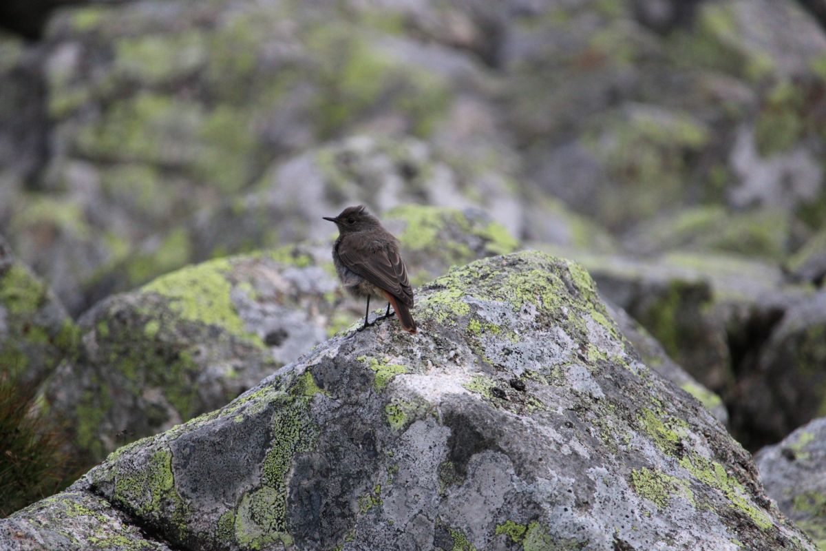 Seres Ádám Zoltán