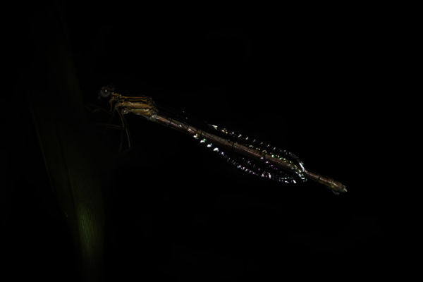 Természetes led fények