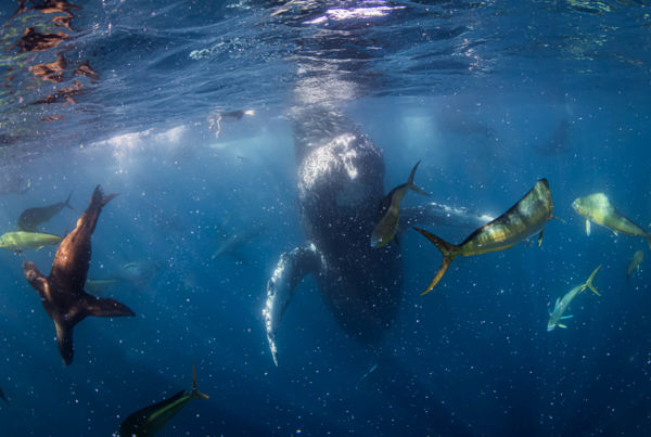 Meglepetés a mélyből. 