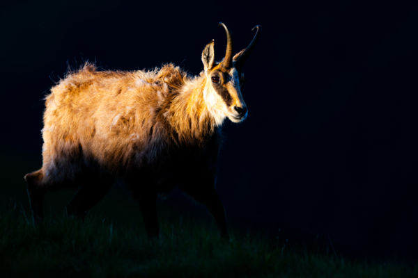 Fény a sötétségben