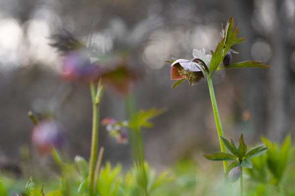 A tavasz pirosló hírnöke