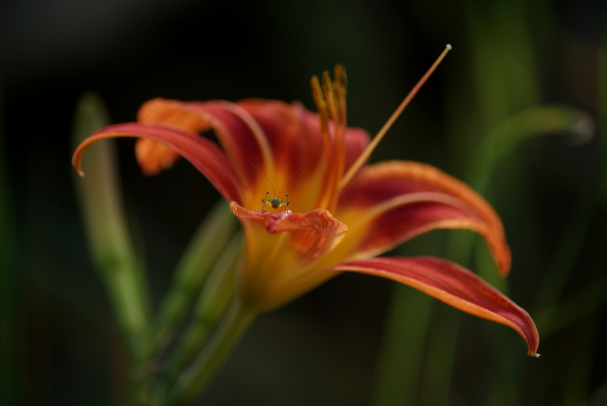 Laczkó-Magyar György