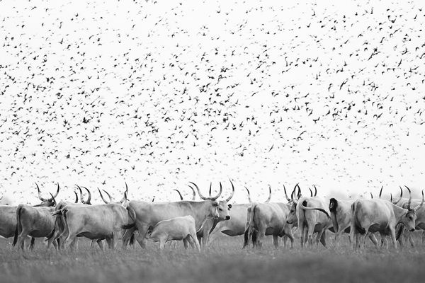 Gulya a Vásárhelyi-pusztán