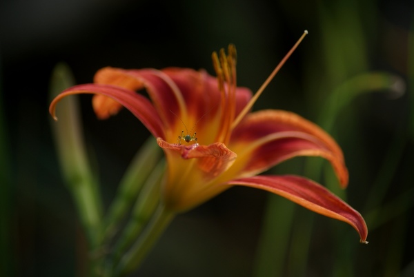 A legkisebb rajongó