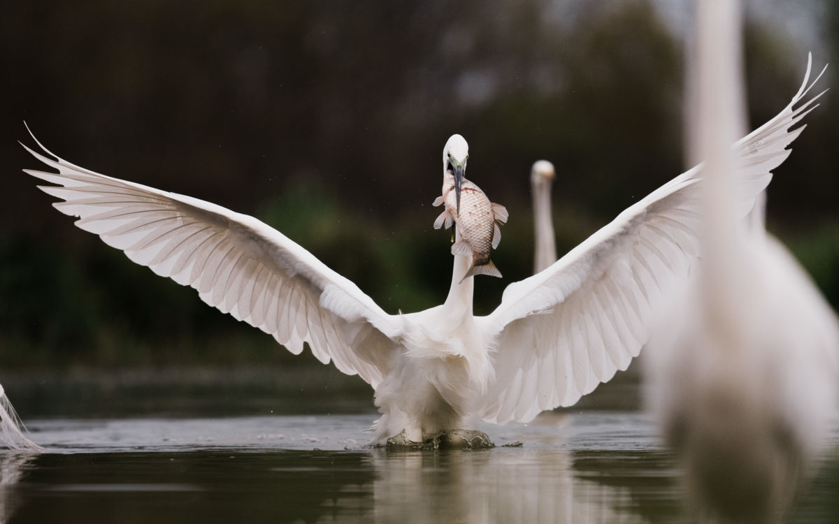 Gémné Kovács Anita