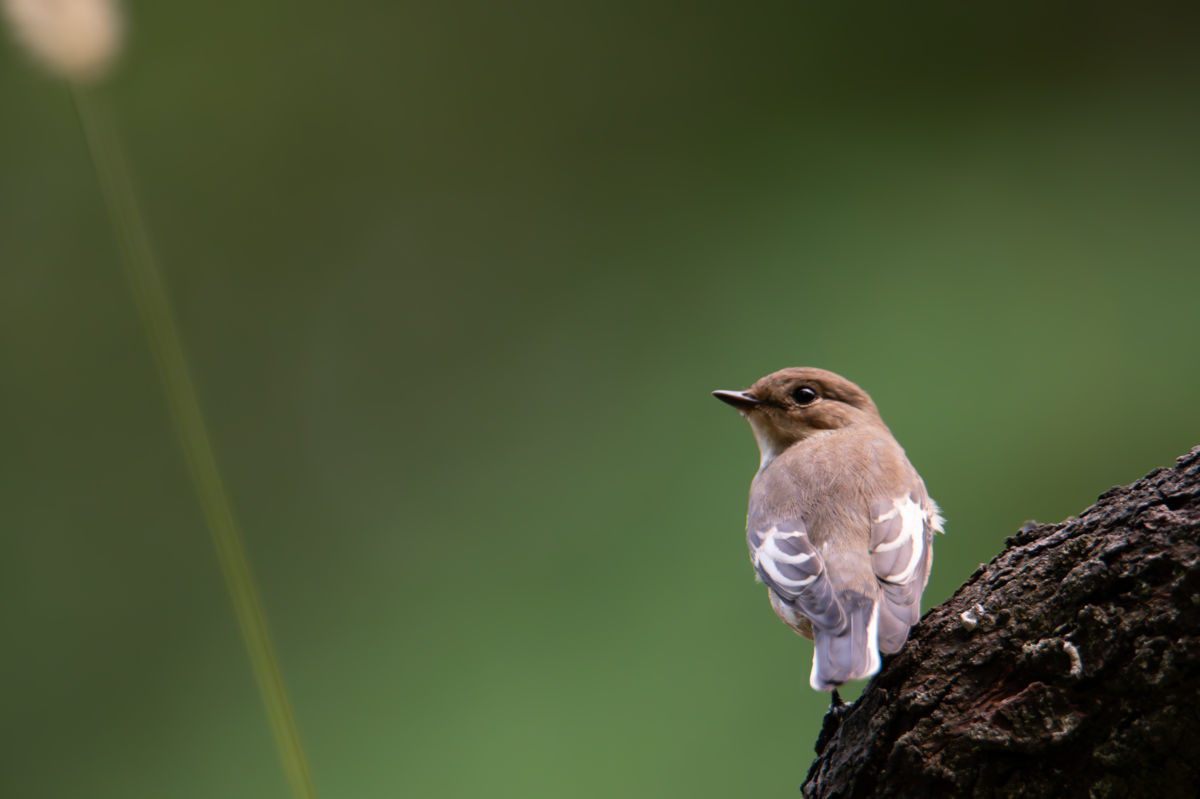 Schneider-Kiss Alexandra