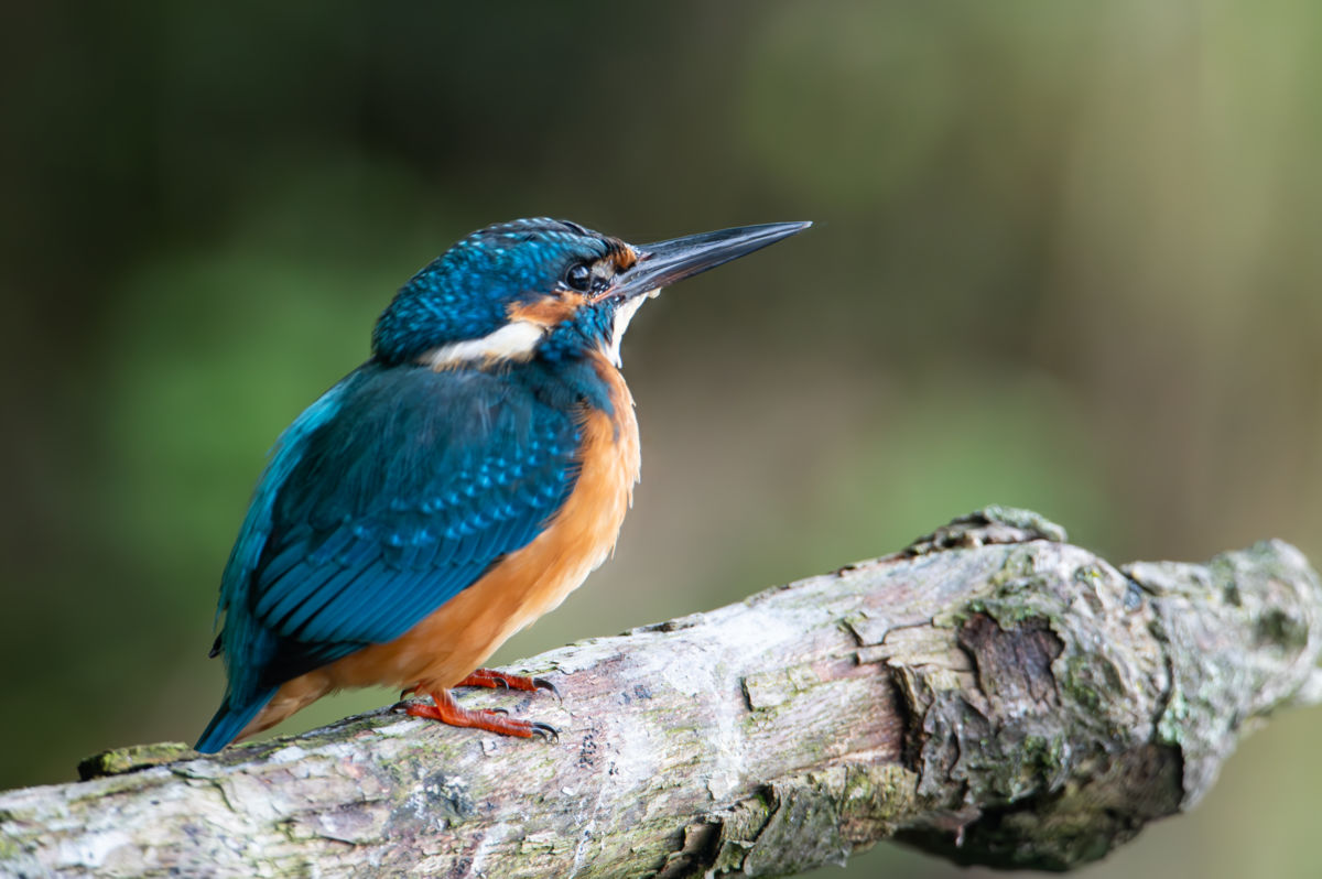 Schneider-Kiss Alexandra