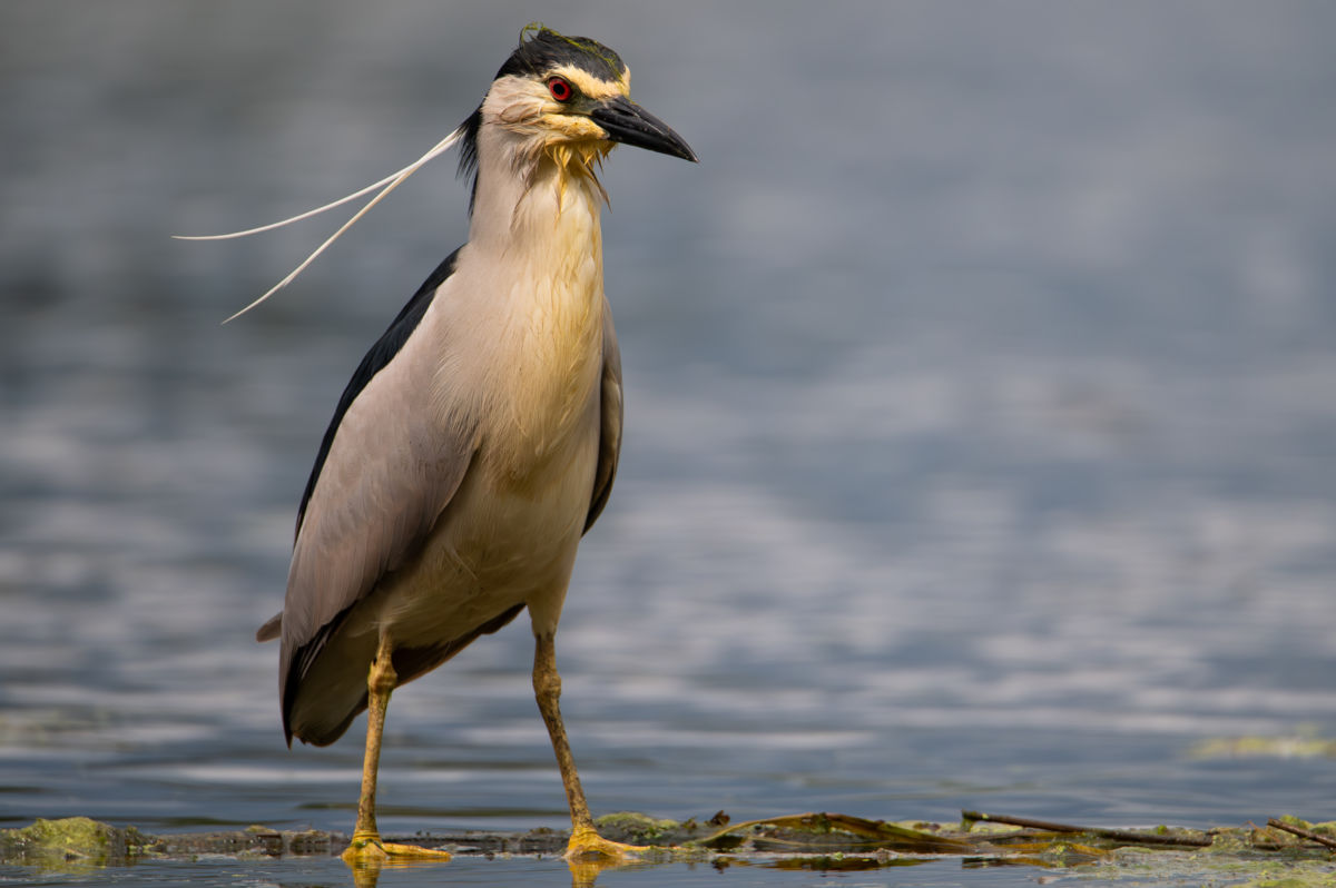 Schneider-Kiss Alexandra