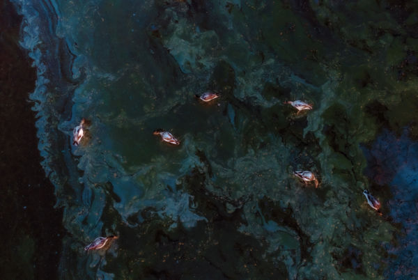 Az ásóludak festménye