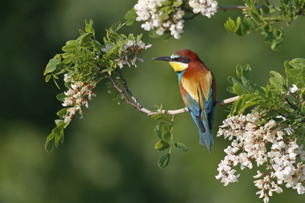 Színek a természetben 