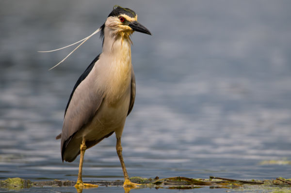 Fejdísz hínárból