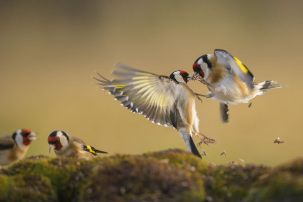 Ezt a körömrágó csatát már nézni sem bírom!