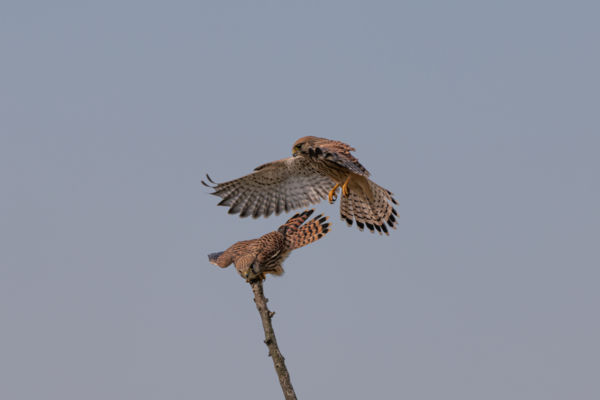 Fiatalok vetélkedése