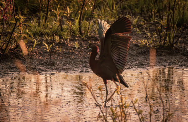 színjátszó szárnyak