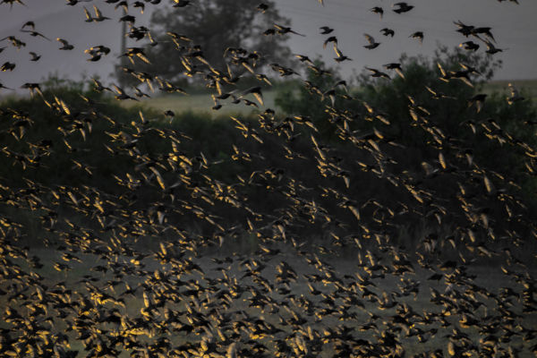 Szárnyak mindenütt